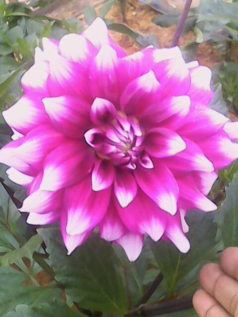 16265690 1768864956769236 7014876308924843590 n